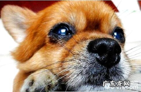 狗狗拉肚子了该怎么办?