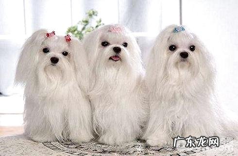 马尔济斯犬价格多少？