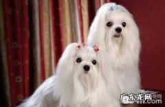 马尔济斯犬价格多少？