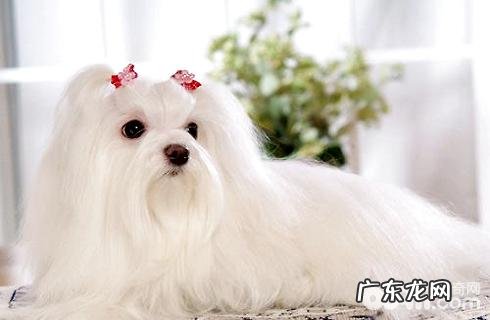 马尔济斯犬价格多少？