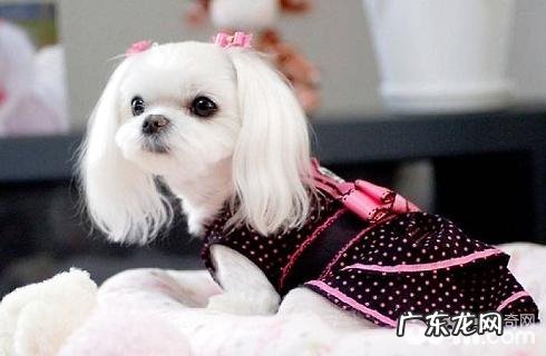 马尔济斯犬价格多少？