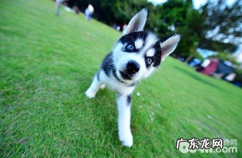 阿拉斯加犬和金毛有哪些不一样?