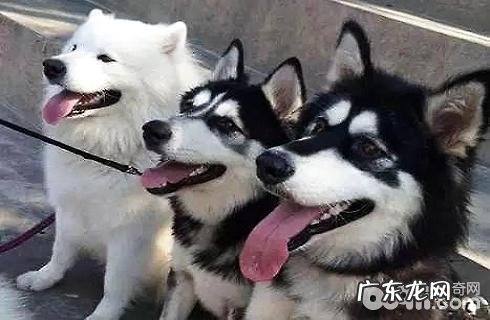 阿拉斯加犬和金毛有哪些不一样?