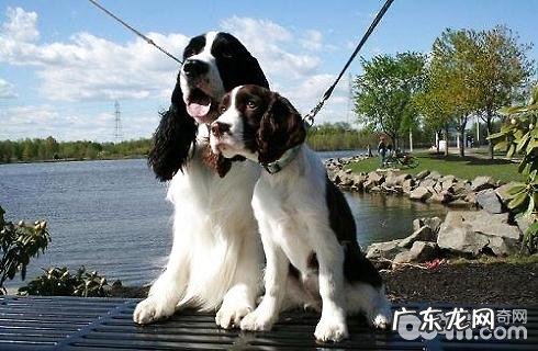 史宾格犬聪慧吗？史宾格犬智力