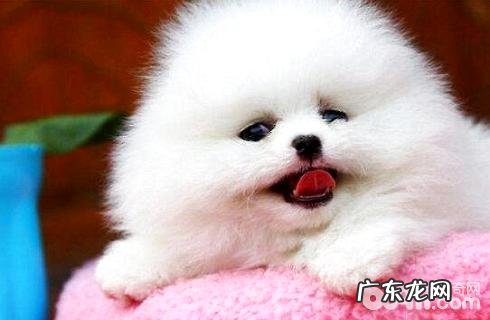 博美犬如何?价格多少能买?