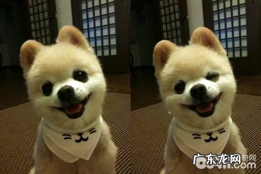 博美犬如何?价格多少能买?