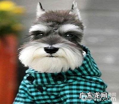 中小型雪纳瑞犬如何?中小型雪纳瑞犬详细介绍