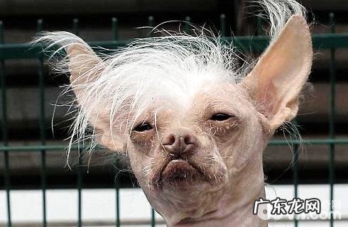 无毛犬 冠毛犬如何选择?价格多少?