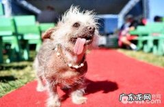 无毛犬 冠毛犬如何选择？价格多少？