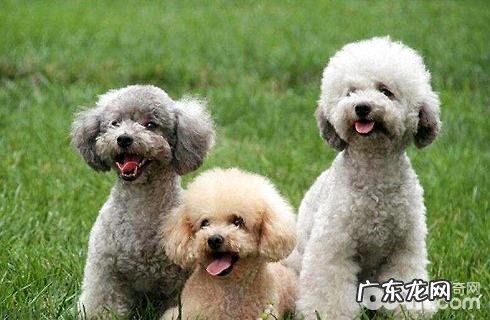 泰迪犬该怎么选择？价钱一般是多少？