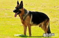 西德犬多少钱一只？西德犬价钱汇总