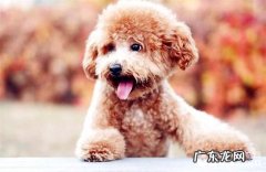 泰迪犬的基础知识