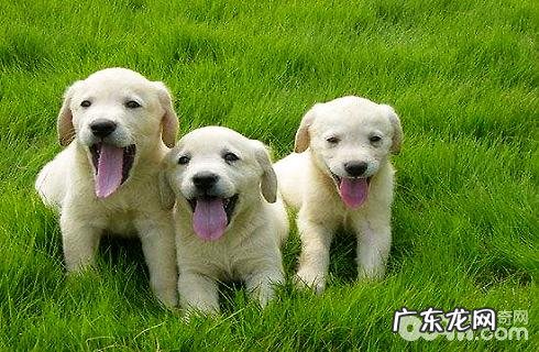 金毛狗狗和金毛的差别?