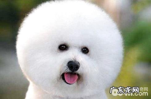 什么小狗既易养又不掉毛?