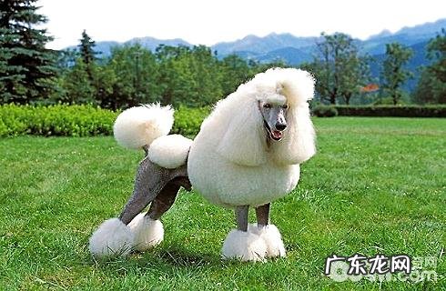 什么小狗既易养又不掉毛?