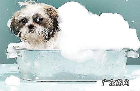 宠物美容月薪有多少？