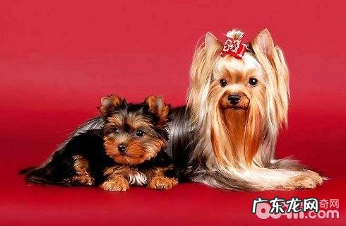 约克夏要多少钱能买?