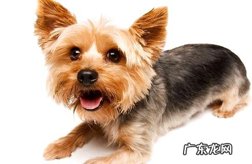 约克夏要多少钱能买?