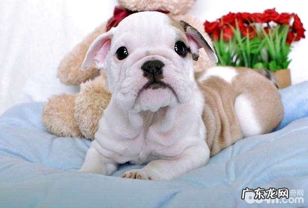 幼狗要怎么除虫?