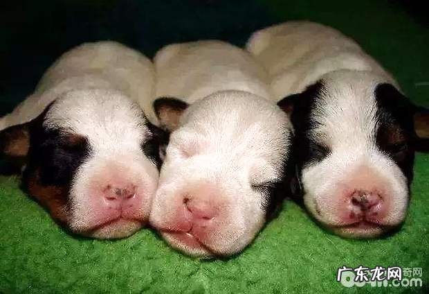 幼狗要怎么除虫?