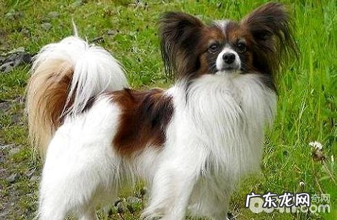 蝴蝶犬串串如何?蝴蝶犬串串详解