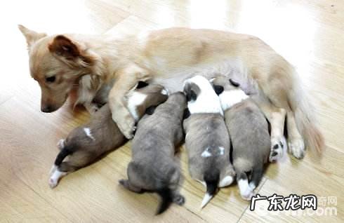 母狗难产该怎么办?