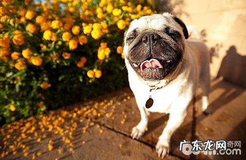 如何判断巴哥犬是不是非纯种?