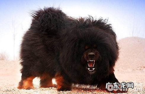 狮子座和藏獒哪一个更强大?