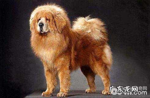 狮子座和藏獒哪一个更强大?