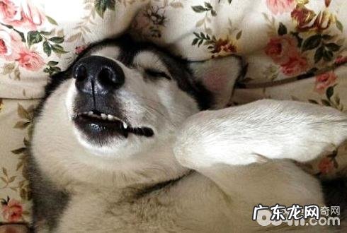 狗吃巧克力怎么会死?狗不能吃朱古力的缘故