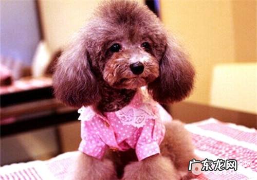 小泰迪和vip一样吗?