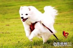 日本狐狸犬吃啥？日本狐狸犬喂养