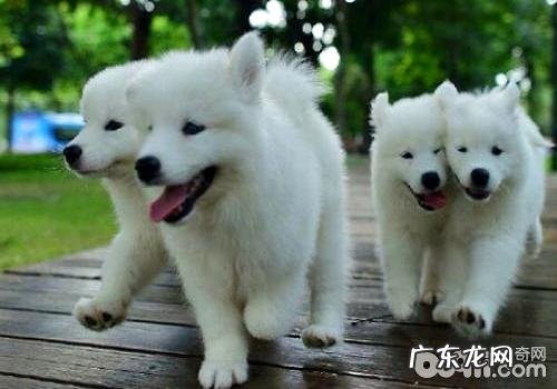 日本狐狸犬吃啥？日本狐狸犬喂养