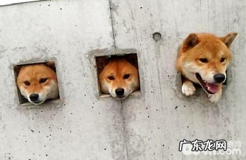 柴犬的缺点你可以接纳吗?