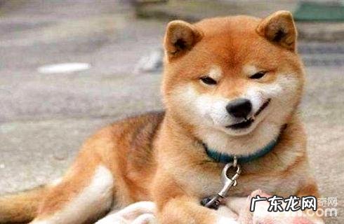 柴犬的缺点你可以接纳吗?