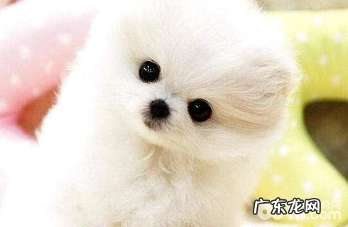 博美犬要怎么饲养？博美饲养手册？