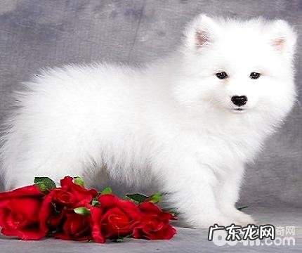 什么狗最整洁最好是养?十大整洁又好养的宠物狗