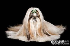 西施犬能人能活多久？使用寿命多长时间？