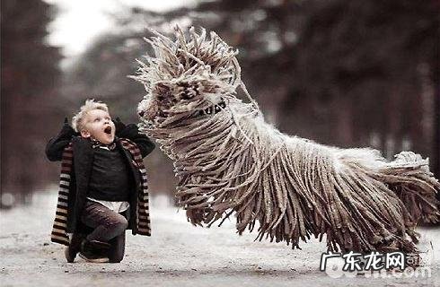 可蒙犬非常容易喂养吗?喂养方式?