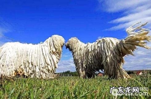 可蒙犬非常容易喂养吗?喂养方式?