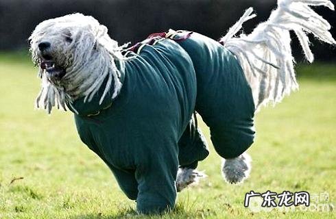 可蒙犬非常容易喂养吗?喂养方式?