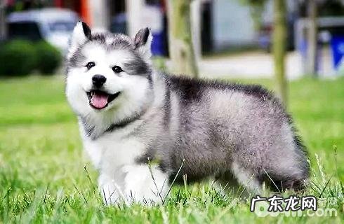 阿拉斯加犬和金毛哪一个较为非常容易养?