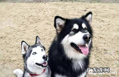 阿拉斯加犬和金毛哪一个较为非常容易养?