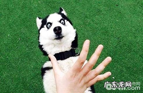 金毛怎样技术专业的饲养？饲养手册