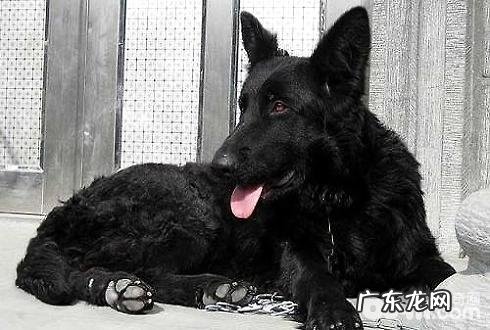 丹麦黑色牧羊犬价钱？