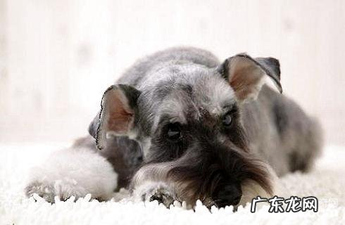 雪纳瑞如何剪修?有几种造型设计挑选?