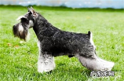 雪纳瑞如何剪修?有几种造型设计挑选?