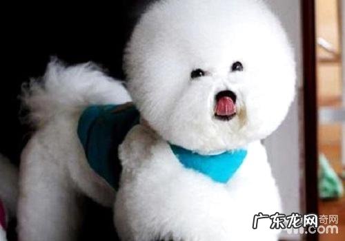 比熊数最多可以长多少?