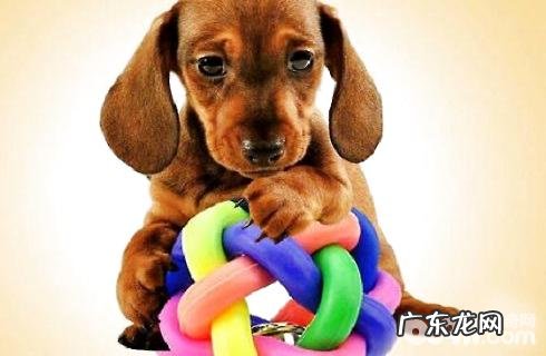 狗最爱的玩具有哪些？狗玩具大全