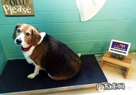 人们实验为何挑选比熊犬?